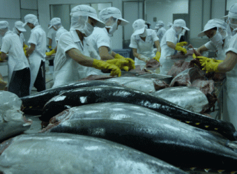 Xuất khẩu cá ngừ tăng trưởng mạnh - ảnh 1